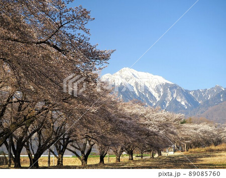 山梨県 甲斐駒ヶ岳と蕪の桜並木 4月 山梨県 甲斐駒ヶ岳と蕪の桜並木 4月 89085760