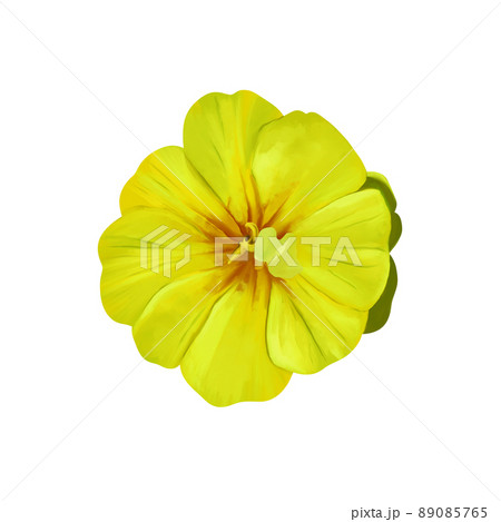 鮮やかな黄色のウンナンオウバイの花　線画なし 89085765