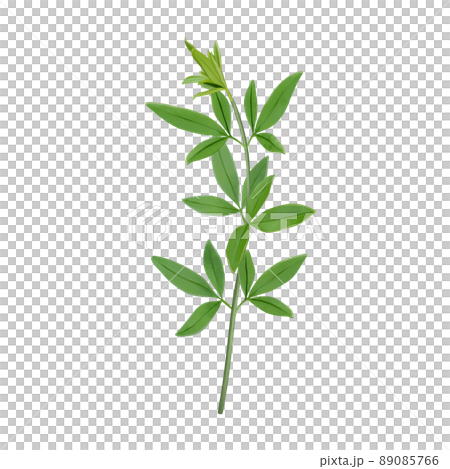 日本茉莉花明黃綠枝無線畫 89085766