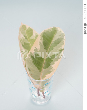 フィカス・ティネケ フィカス・ティネケ 89085781