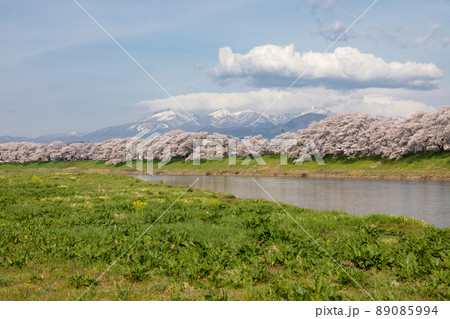 白石川堤一目千本桜(宮城) 白石川堤一目千本桜(宮城) 89085994