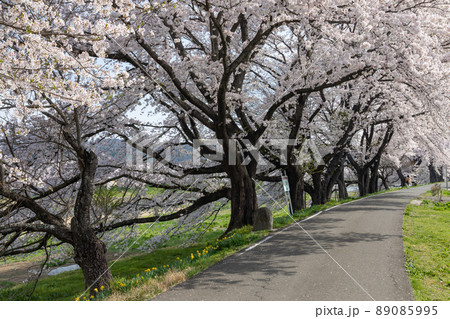 白石川堤一目千本桜(宮城) 白石川堤一目千本桜(宮城) 89085995