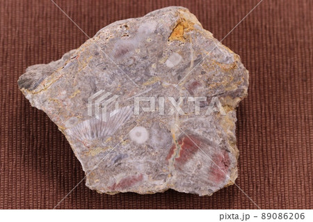 ウミユリ化石　 岡山県井原市日南産　古生代　石炭紀　3億年前 89086206