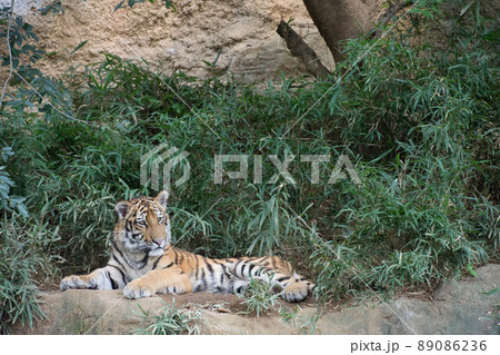 子とら 子とら 89086236