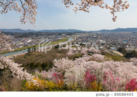 船岡城址公園の桜（宮城） 89086405