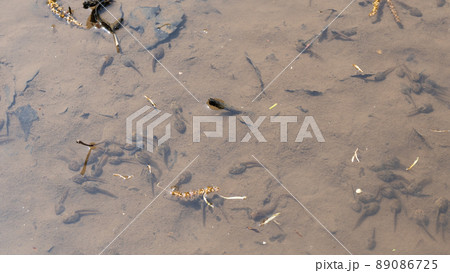 おたまじゃくしの群れ おたまじゃくしの群れ 89086725