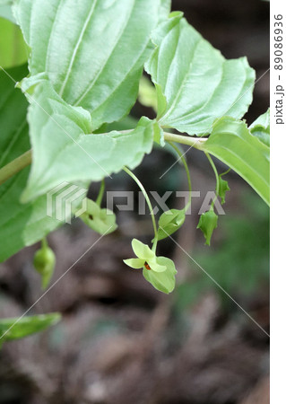 ナベワリの花 ナベワリの花 89086936