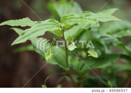 ナベワリの花 ナベワリの花 89086937
