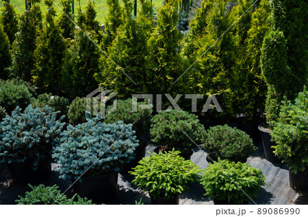 A row of pots with sprouts of coniferous trees. Agricultural store A row of pots with sprouts of coniferous trees. Agricultural store 89086990