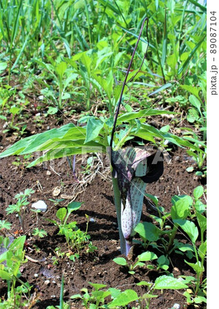 藪の中でひっそりと咲くウラシマ草 藪の中でひっそりと咲くウラシマ草 89087104
