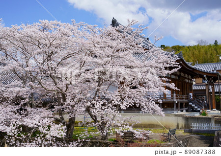 木津川市加茂薬師寺の桜の大木 89087388
