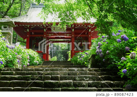 紫陽花と仁王門【大雄山最乗寺】／神奈川県南足柄市 89087423