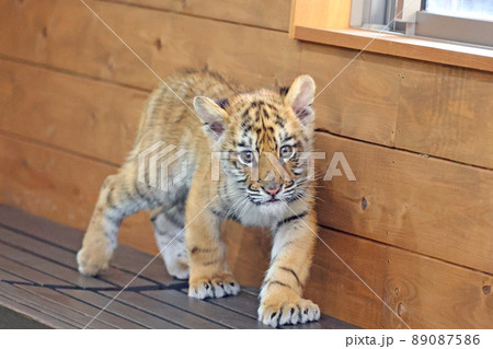 トラの赤ちゃん 89087586