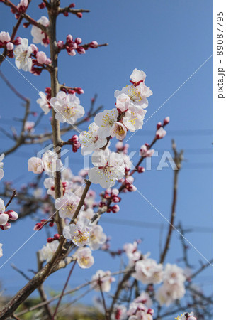 梅の花 3月 東京 梅の花 3月 東京 89087795