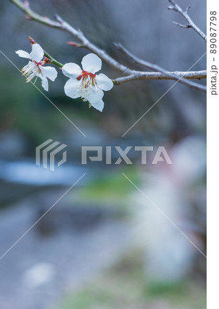 茨城県日立市 諏訪梅林の梅の花 茨城県日立市 諏訪梅林の梅の花 89087798