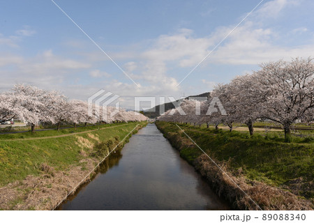 板谷川沿いに咲く桜並木 89088340