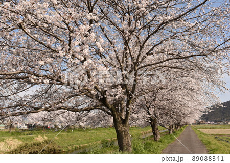 板谷川沿いに咲く桜並木 89088341