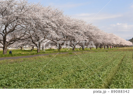 板谷川沿いに咲く桜並木 89088342