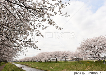 板谷川沿いに咲く桜並木 89088343