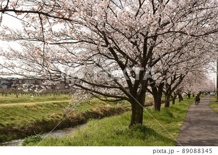 板谷川沿いに咲く桜並木 89088345
