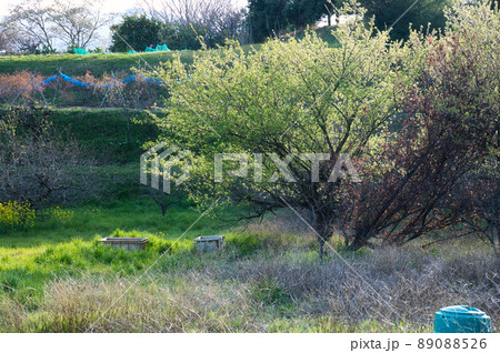 新緑の木《南足柄市》 新緑の木《南足柄市》 89088526