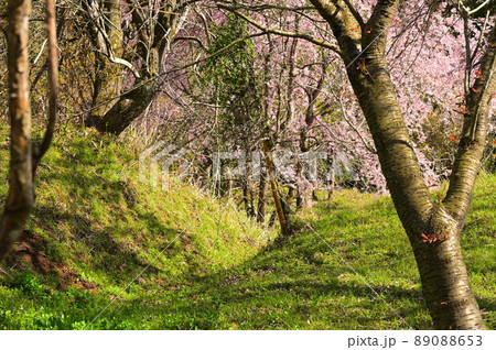 億の枝垂桜《松田町》 89088653