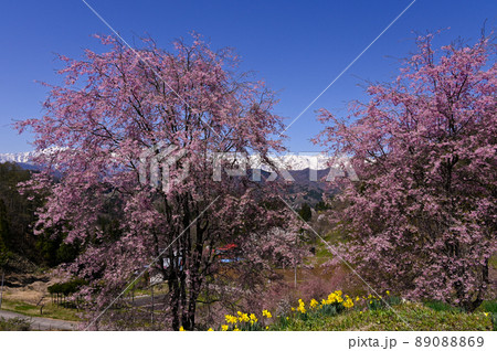 番所の桜 番所の桜 89088869