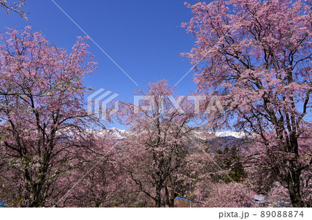 番所の桜 番所の桜 89088874