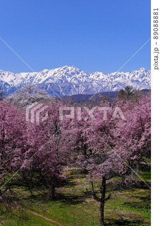 番所の桜 89088881