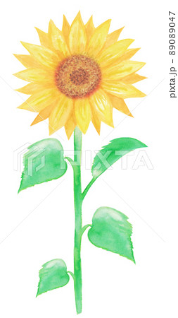 イラスト素材 水彩絵の具で手描きした向日葵の花 葉多め 夏 黄色のイラスト素材 0047