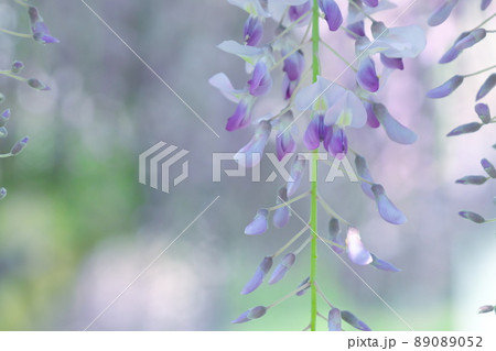 藤の花 89089052