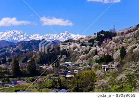 二反田の桜 89089069