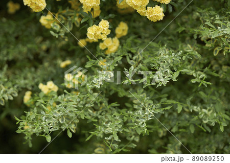 満開のモッコウバラ 89089250