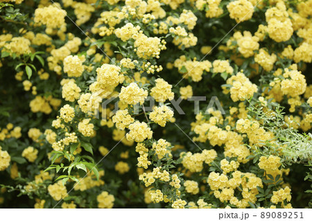 満開のモッコウバラ 89089251