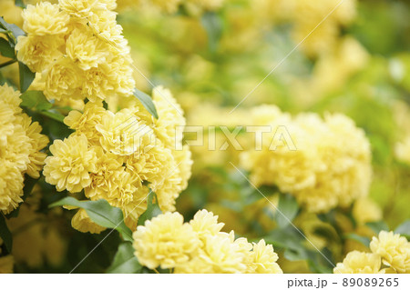 満開のモッコウバラ 89089265