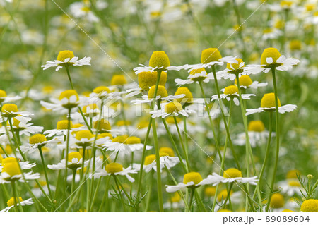 満開のカモミール　初夏の花素材 89089604