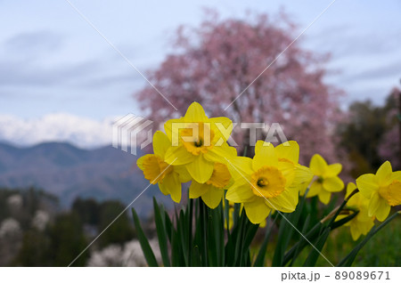 水仙の花 水仙の花 89089671