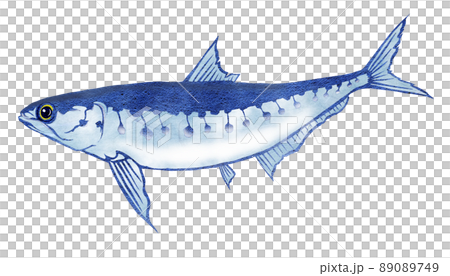 今や高値の大衆魚マイワシ 今や高値の大衆魚マイワシ 89089749
