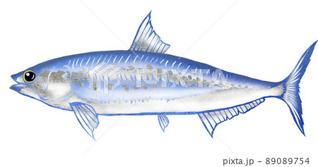 カルシュウム一杯の健康魚マイワシ 89089754
