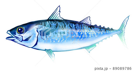 鮮度抜群の食べて美味しいゴマサバ 89089786