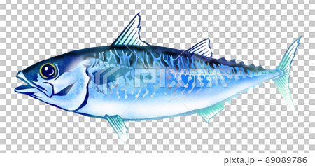 鮮度抜群の食べて美味しいゴマサバ 89089786