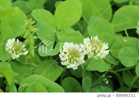 緑の葉の中、一輪と離れたところに二輪並んで咲くシロツメクサの花のアップ 89090251