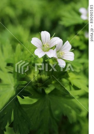 アメリカフウロ アメリカフウロ 89090585