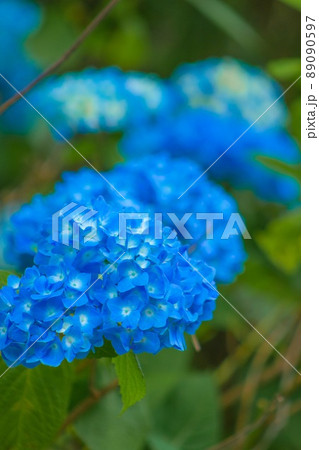 紫陽花 摩耶観察自然公園 紫陽花 摩耶観察自然公園 89090597