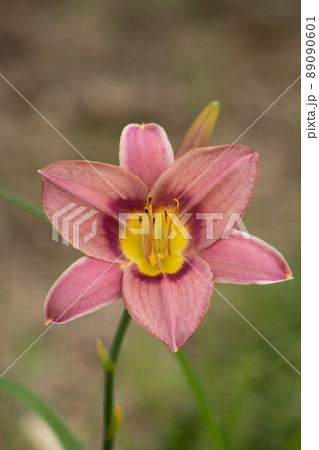 花 摩耶観察自然公園 花 摩耶観察自然公園 89090601