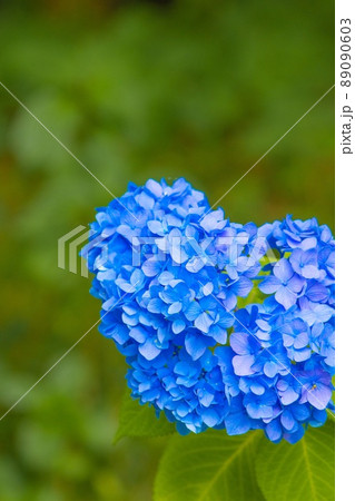 紫陽花 摩耶観察自然公園 紫陽花 摩耶観察自然公園 89090603