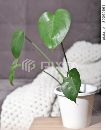 beautiful young monstara plant in a flowerpot on a table in living room. trendy modern home decor. urban jungle. morning light in a room. vertical shot 89090661