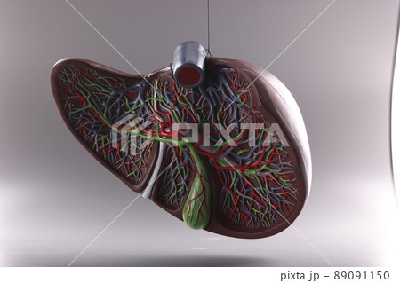 Visual plastic anatomical model of human liver Visual plastic anatomical model of human liver 89091150