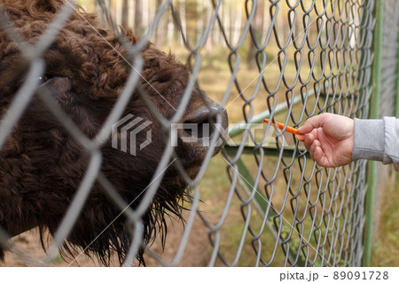a man feeds a bison with a carrot at the zoo a man feeds a bison with a carrot at the zoo 89091728