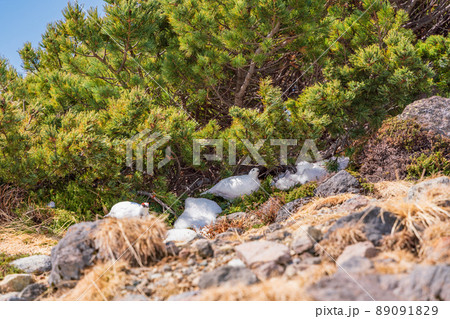 （富山県）立山・室堂平　つがいの雷鳥 89091829
